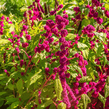 Load image into Gallery viewer, Amaranth, Love Lies Bleeding