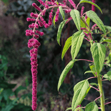 Load image into Gallery viewer, Amaranth, Love Lies Bleeding