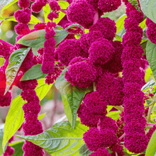Load image into Gallery viewer, Amaranth, Love Lies Bleeding