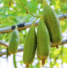 Load image into Gallery viewer, Luffa Seeds
