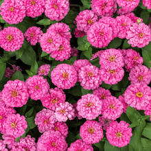 Load image into Gallery viewer, Zinnia, Luminosa