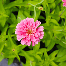 Load image into Gallery viewer, Zinnia, Luminosa