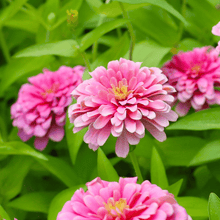 Load image into Gallery viewer, Zinnia, Luminosa