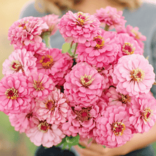 Load image into Gallery viewer, Zinnia, Luminosa