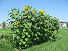 Load image into Gallery viewer, Sunflower, Mammoth Russian