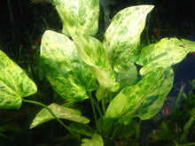 Load image into Gallery viewer, Florida 10 Species Live Aquarium Plants Bundle