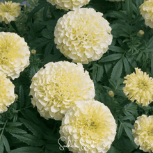 Load image into Gallery viewer, Marigold, Moonlight African