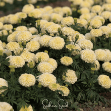 Load image into Gallery viewer, Marigold, Moonlight African