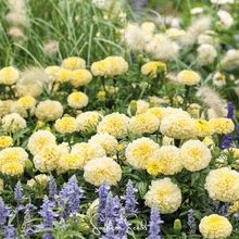 Load image into Gallery viewer, Marigold, Moonlight African