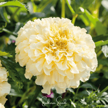Load image into Gallery viewer, Marigold, Moonlight African