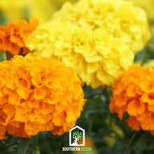 Load image into Gallery viewer, Marigold, Crackerjack