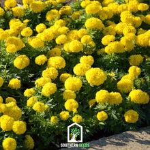 Load image into Gallery viewer, Marigold, Crackerjack