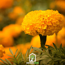 Load image into Gallery viewer, Marigold, Crackerjack
