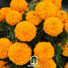 Load image into Gallery viewer, Marigold, Crackerjack