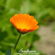Load image into Gallery viewer, Marigold, English