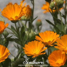 Load image into Gallery viewer, Marigold, English