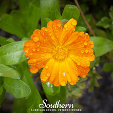 Load image into Gallery viewer, Marigold, English