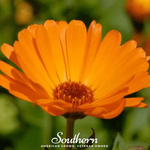 Load image into Gallery viewer, Marigold, English