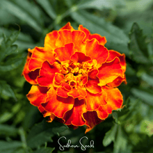 Load image into Gallery viewer, Marigold, Bolero French