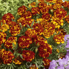 Load image into Gallery viewer, Marigold, Bolero French