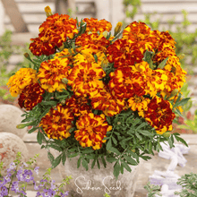 Load image into Gallery viewer, Marigold, Bolero French