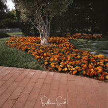 Load image into Gallery viewer, Marigold, Bolero French