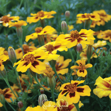 Load image into Gallery viewer, Marigold, Naughty Marietta