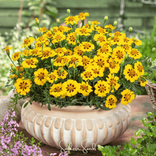 Load image into Gallery viewer, Marigold, Naughty Marietta