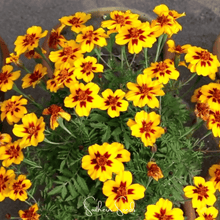 Load image into Gallery viewer, Marigold, Naughty Marietta