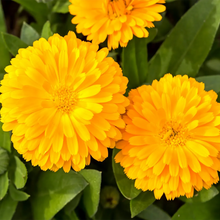 Load image into Gallery viewer, Marigold, Pacific Beauty
