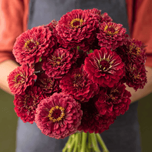 Load image into Gallery viewer, Zinnia, Meteor