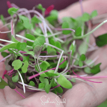 Load image into Gallery viewer, Salad Mix Microgreen – 5 Variety Mix