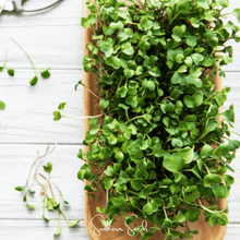 Load image into Gallery viewer, Salad Mix Microgreen – 5 Variety Mix