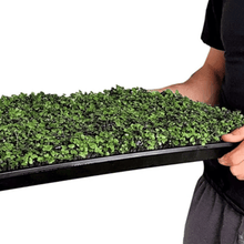 Load image into Gallery viewer, Salad Mix Microgreen – 5 Variety Mix
