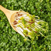 Load image into Gallery viewer, Wasabi Spicy Mustard Microgreen
