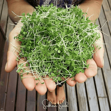 Load image into Gallery viewer, Wasabi Spicy Mustard Microgreen
