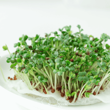 Load image into Gallery viewer, Wasabi Spicy Mustard Microgreen