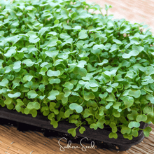Load image into Gallery viewer, Wasabi Spicy Mustard Microgreen