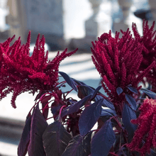 Load image into Gallery viewer, Amaranth, Midnight Red