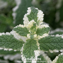 Load image into Gallery viewer, Mint, Pineapple