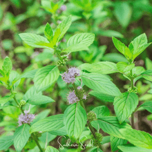 Load image into Gallery viewer, Mint, Wild Corn