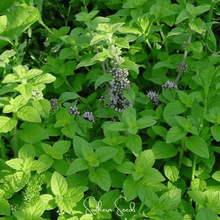 Load image into Gallery viewer, Mint, Wild Corn