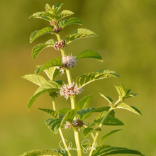 Load image into Gallery viewer, Mint, Wild Corn