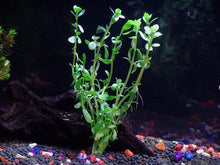 Load image into Gallery viewer, 6 Species Aquarium Plants Bundle – Java Fern, Hornwort, Amazon Sword, Moneywort, Ludwigia and Cryptocoryne