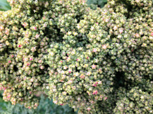 Load image into Gallery viewer, Quinoa, Mint Vanilla - Organic