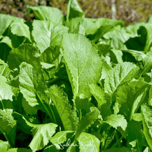Load image into Gallery viewer, Mustard, Florida Broadleaf