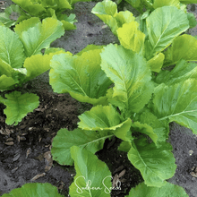 Load image into Gallery viewer, Mustard, Florida Broadleaf