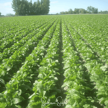 Load image into Gallery viewer, Mustard, Florida Broadleaf