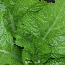 Load image into Gallery viewer, Mustard, Florida Broadleaf