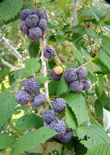 Load image into Gallery viewer, Raspberry, Mysore